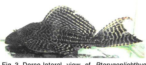 Janitor fish pterygoplichthys disjunctivus in the agusan marsh: A .